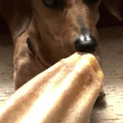 Bill's Wonderland of Pets - My Jack with a Bill's cow ear! (8/24/24)