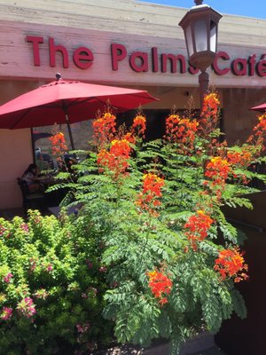 The Palms Café by null