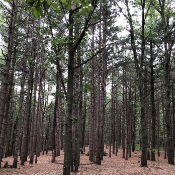 Provin Trails - Wonderful tall pine tree forest. - Hiking Near Me - Grand Rapids, Michigan