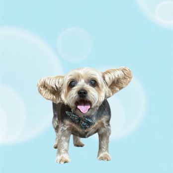 Pampered Paw Spa - Pet Groomers Near Me - Providence Forge, Virginia Pampered Paw Spa - Pet Groomers Near Me - Providence Forge, Virginia