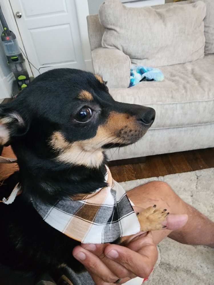 THE PINK PUPPY DOG GROOMING 232 E Harding Way, Stockton, CA Yelp