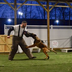 Blue Line K-9 Dog Training - Working dog training night.