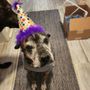 Photo of Crown Veterinary Specialists