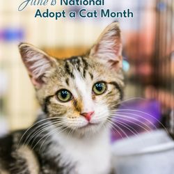 Got 2 Petsit - At adoption month- June