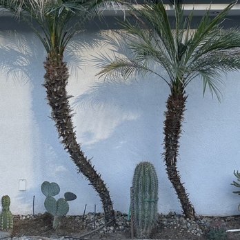 Moon Valley Nurseries - Cactus wall - Nurseries & Gardening Near Me - Coachella, California