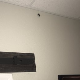 Saw this giant cockroach on our last night! Saw this giant cockroach on our last night!