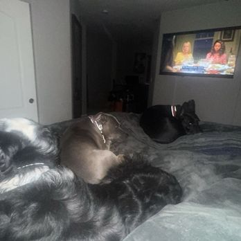 Bad Dog Good Dog - First night staying with mine and his dogs - Pet Training Near Me - Las Vegas, Nevada Bad Dog Good Dog - First night staying with mine and his dogs - Pet Training Near Me - Las Vegas, Nevada