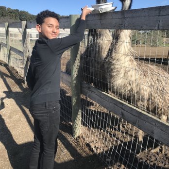 Ostrichland USA - Attraction Farms Near Me - Solvang, California Ostrichland USA - Attraction Farms Near Me - Solvang, California