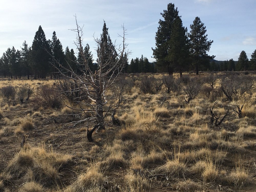 Oregon Natural Desert Association - social services organization in Bend, OR