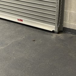 The Pierre Apartments - Massive roach