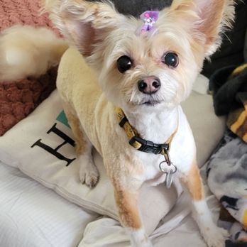 Animal Kingdom Grooming - Minnie excited to be home to relax (I just can't get over that little bow!) - Pet Groomers Near Me - Henderson, Nevada Animal Kingdom Grooming - Minnie excited to be home to relax (I just can't get over that little bow!) - Pet Groomers Near Me - Henderson, Nevada