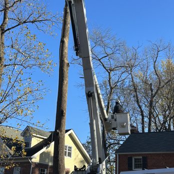 Bonilla Tree Service - Tree Services Near Me - Falls Church, Virginia Bonilla Tree Service - Tree Services Near Me - Falls Church, Virginia