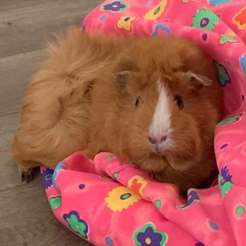 Long Beach Animal Emergency - Fluffy, our 8yo Angel. - Veterinarians Near Me - Long Beach, California Long Beach Animal Emergency - Fluffy, our 8yo Angel. - Veterinarians Near Me - Long Beach, California