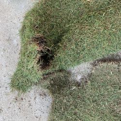 Eco Mulch & Sod - In pieces and thin
