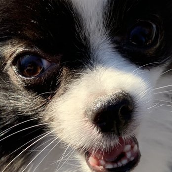 Eldorado Pet Hospital - Veterinarians Near Me - Frisco, Texas Eldorado Pet Hospital - Veterinarians Near Me - Frisco, Texas
