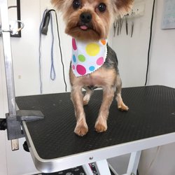 Pampered Pet Grooming