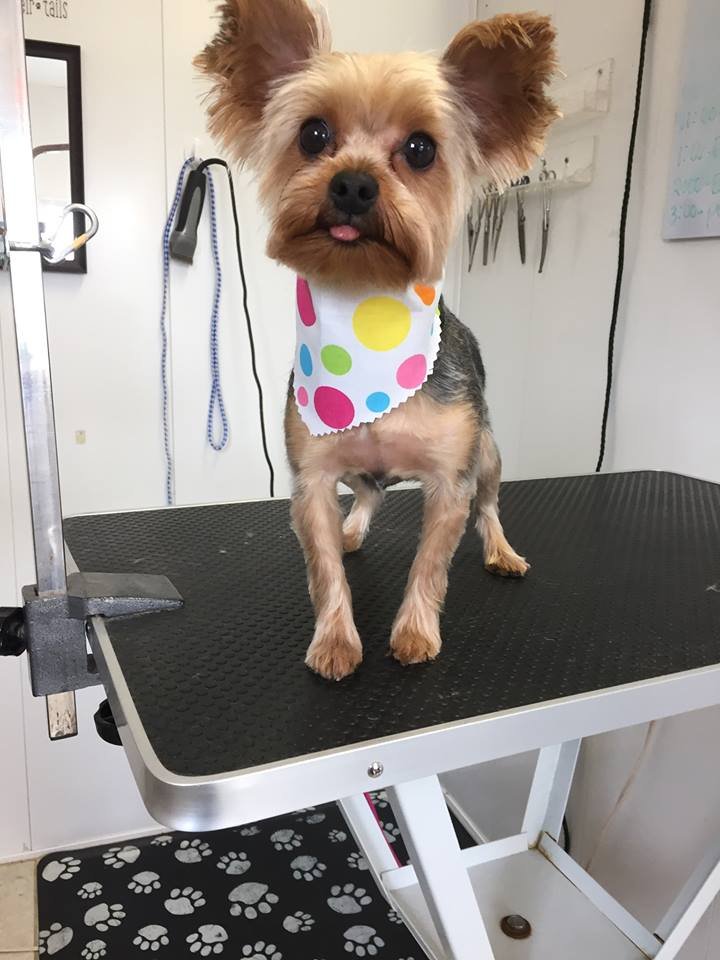 PAMPERED PET GROOMING Updated September 2024 926 York St, Hanover