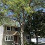 Photo of Rice's Tree Service & Landscaping