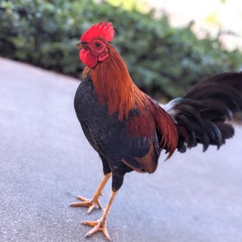 Harpoon Harry's - Just hanging with the locals here in Key West, FL @Harpoon Harry's. - Breakfast & Brunch Near Me - Key West, Florida Harpoon Harry's - Just hanging with the locals here in Key West, FL @Harpoon Harry's. - Breakfast & Brunch Near Me - Key West, Florida