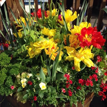Tulipmania - Double blooms - Festivals Near Me - San Francisco, California Tulipmania - Double blooms - Festivals Near Me - San Francisco, California