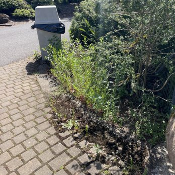 The Oregon Garden - All of the paths and surrounding areas were taken over by weeds and invasives - Botanical Gardens Near Me - Silverton, Oregon
