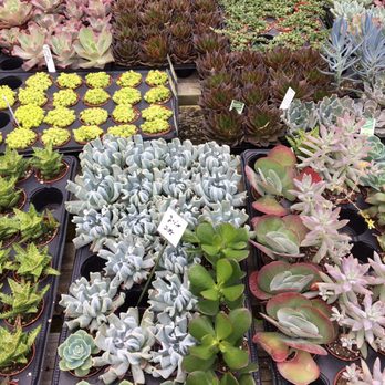 Perdue's Flowers - Nurseries & Gardening Near Me - Pensacola, Florida