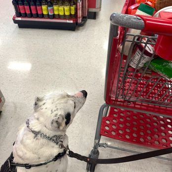 Nitro K-9 - Pet Training Near Me - Bothell, Washington