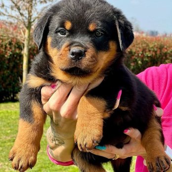 Rottweiler Companion - Pet Breeders Near Me Rottweiler Companion - Pet Breeders Near Me