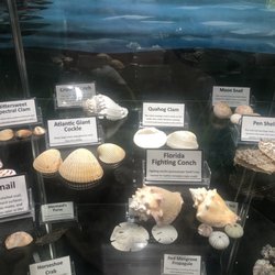Smithsonian Marine Station - Different types of shells