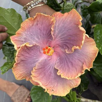 Hibiscus Lady Nursery - Nurseries & Gardening Near Me - Waialua, Hawaii Hibiscus Lady Nursery - Nurseries & Gardening Near Me - Waialua, Hawaii