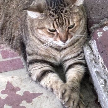Ernest Hemingway Home  - One of the polydactyl cats - Museums Near Me - Key West, Florida