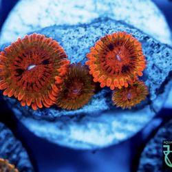 Aquavida365 - Speckled Krak