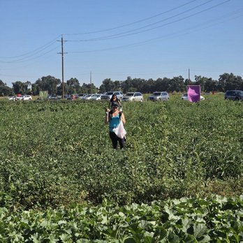 Davis Ranch, LLC - Fruits & Veggies Near Me - Sloughhouse, California Davis Ranch, LLC - Fruits & Veggies Near Me - Sloughhouse, California