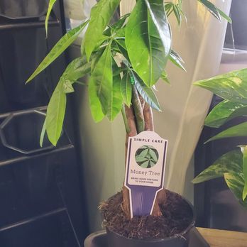 Gangnam Market - Money Tree - International Grocery Near Me - Chicago, Illinois