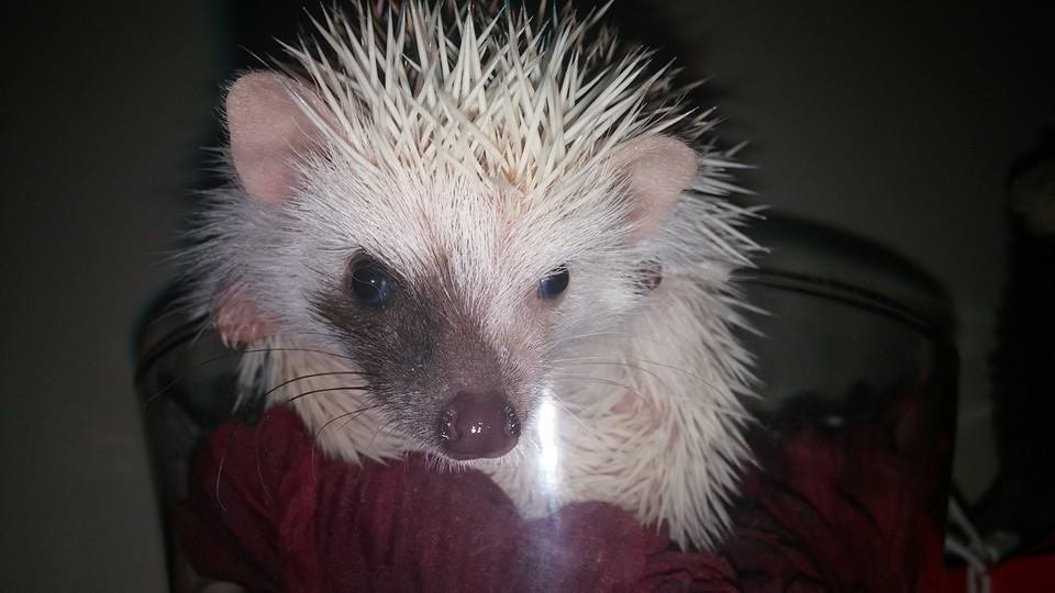 PRICKLY PAWS HEDGEHOGS Updated August 2024 6536 Co Rd 8, Rush, Colorado Pet Breeders