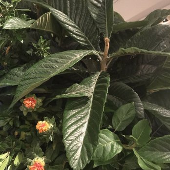 Bar Lobo - Cool plants - Bars Near Me - Barcelona, B Bar Lobo - Cool plants - Bars Near Me - Barcelona, B