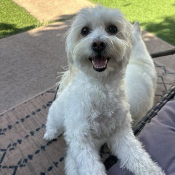 Pawesome Pet Retreat - Pet Boarding Near Me