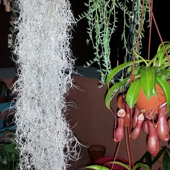 Berkeley Horticultural Nursery - The spanish moss I bought is to the left. - Nurseries & Gardening Near Me - Berkeley, California