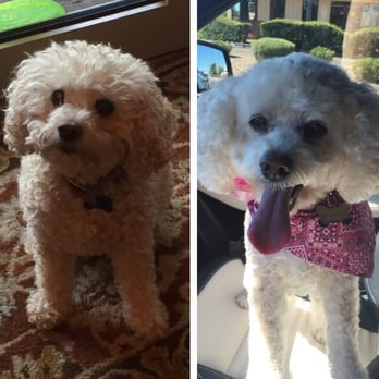 Karabu Pet Grooming - Looking much better! - Pet Groomers Near Me - Tucson, Arizona