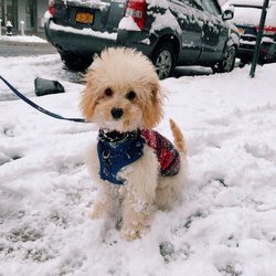 Doggie Dojo