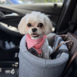 Paws Pet Salon