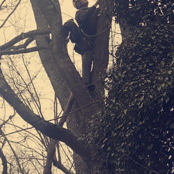 Land & Tree Tending Company - a man climbing a tree - Landscaping Near Me - Georgetown, Ohio Land & Tree Tending Company - a man climbing a tree - Landscaping Near Me - Georgetown, Ohio