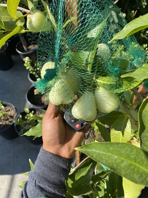 Green View Growers - We offer plants and fruit, please check our map to get directions or call ahead of time.