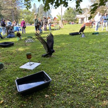 Carpenter Nature Center - Turkey vulture - Parks Near Me - Hastings, Minnesota