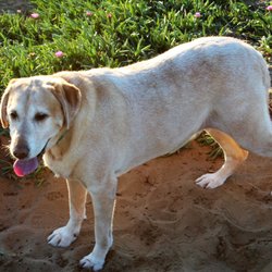 purebred rottweiler puppies price