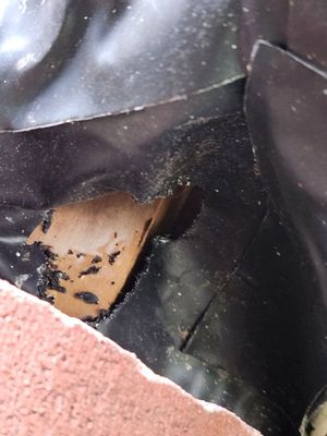 AAA Termite & Pest Control photo 2
