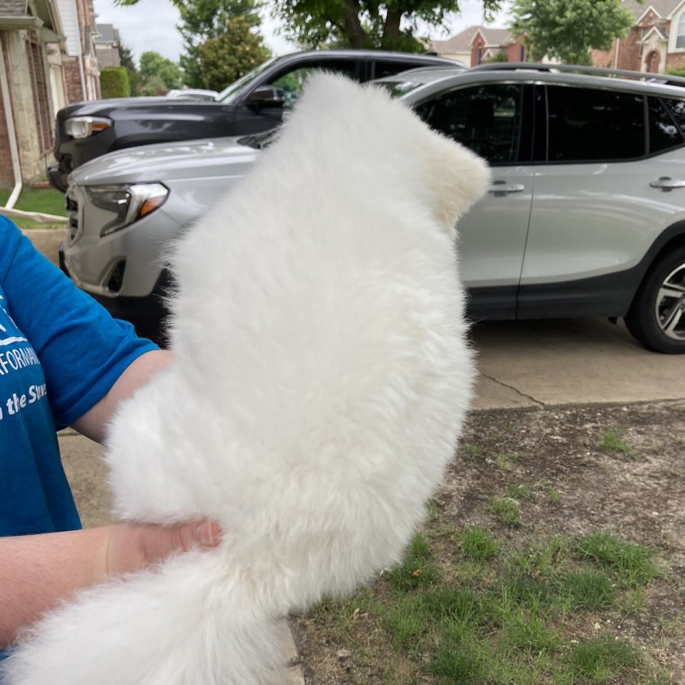 Classy Doggie Cuts - Super choppy - Pet Groomers Near Me - Plano, Texas Classy Doggie Cuts - Super choppy - Pet Groomers Near Me - Plano, Texas