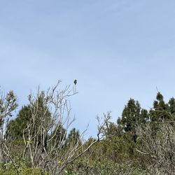 Batiquitos Lagoon Foundation - Hummingbird sighting