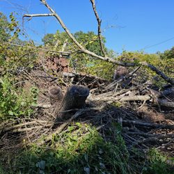 Sullenger's Property Cleanup - 30ft barn with 4 trees in this pile!