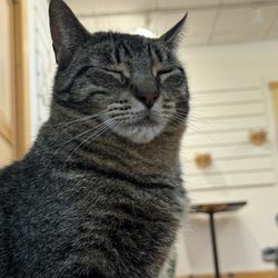 Alley Cat Cafe